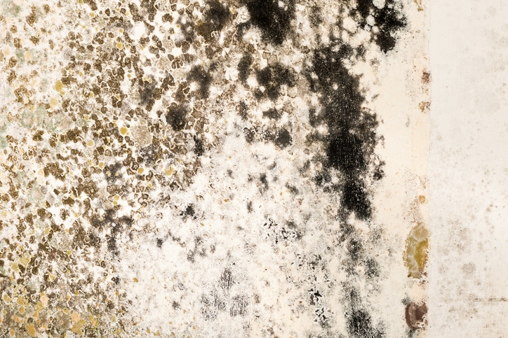 The Importance of Mould Testing: Protecting Your Health and Home